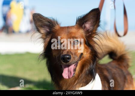 Salvador, Bahia, Brasile - 30 giugno 2024: I cani vengono visti vestiti durante una passeggiata al faro di barra nella città di Salvador, Bahia. Foto Stock