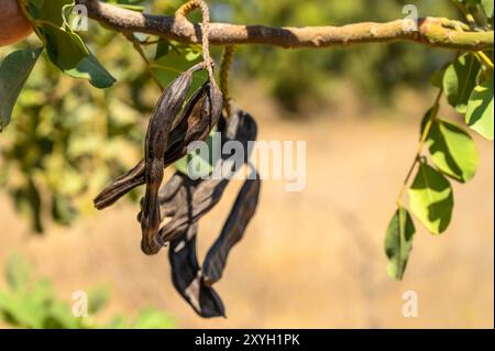 Baccelli di carruba sull'albero, Comunità valenciana Foto Stock