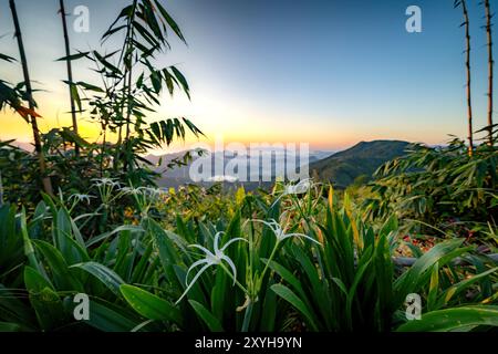 Hymenocallis occidentalis che fiorisce sulla cima della montagna e si affaccia sulla città costiera di Nha Trang, Vietnam Foto Stock