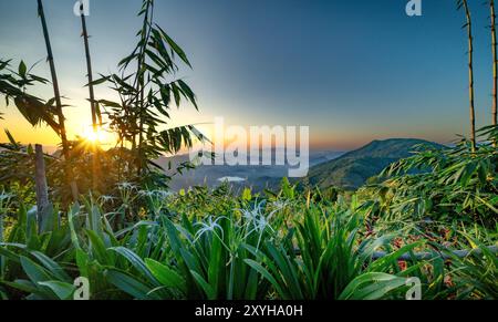 Hymenocallis occidentalis che fiorisce sulla cima della montagna e si affaccia sulla città costiera di Nha Trang, Vietnam Foto Stock