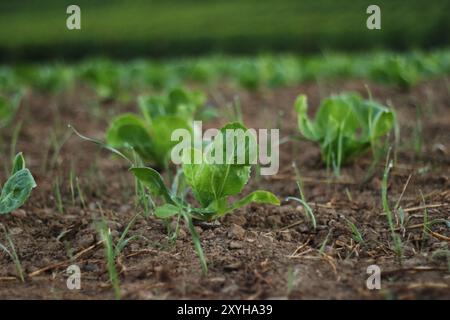 Giovani germogli appena piantati emergono dal suolo in un campo appena fuori Zurigo. L'immagine cattura l'inizio della crescita e la promessa di nuovi l Foto Stock