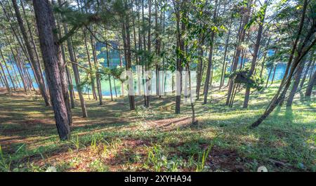 Splendida mattinata nella pineta presso il lago Tuyen Lam, la città di da Lat, Vietnam Foto Stock