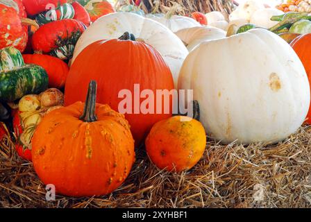 Zucche e buongustai di un raccolto autunnale in una varietà di colori siedono su una balla di fieno in un mercato agricolo il giorno d'autunno vicino ad Halloween Foto Stock