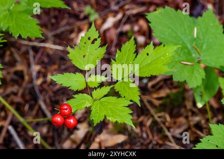 Baneberry, Actaea rubra, at Staircase, Olympic National Park, Washington State, STATI UNITI Foto Stock