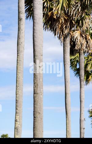 Palme nella risaia, Kampong Chhnang, Cambogia Foto Stock