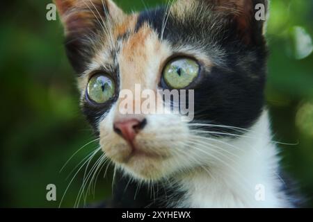 Primo piano della faccia di un gattino nel cortile anteriore della casa Foto Stock