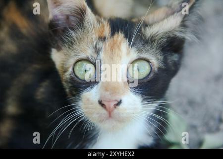 Primo piano della faccia di un gattino nel cortile anteriore della casa Foto Stock