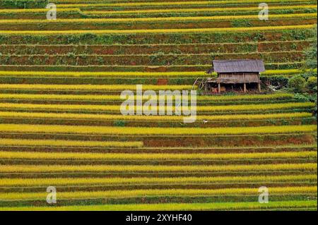 Terrazza di riso MU Cang Chai Foto Stock