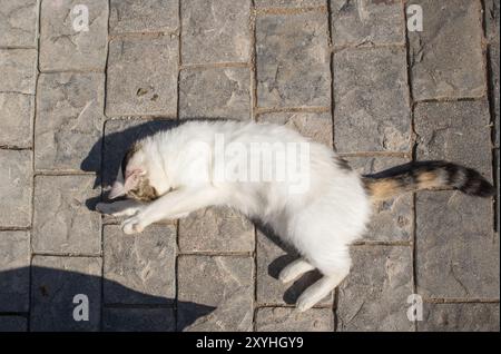 Un grazioso gatto bianco giace sulla schiena all'aperto e gode di una soleggiata giornata estiva, vista dall'alto Foto Stock