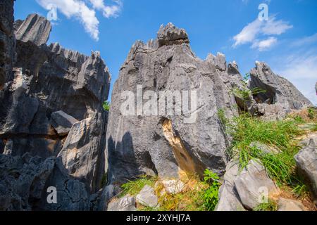 Stone Forest o Shilin è un insieme di formazioni calcaree situato nella contea di Shilin, Kunming City, Yunnan, Cina. Shilin fa parte del Karst Re della Cina meridionale Foto Stock