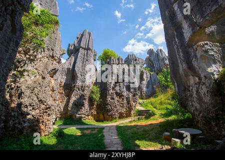 Stone Forest o Shilin è un insieme di formazioni calcaree situato nella contea di Shilin, Kunming City, Yunnan, Cina. Shilin fa parte del Karst Re della Cina meridionale Foto Stock