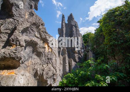 Stone Forest o Shilin è un insieme di formazioni calcaree situato nella contea di Shilin, Kunming City, Yunnan, Cina. Shilin fa parte del Karst Re della Cina meridionale Foto Stock