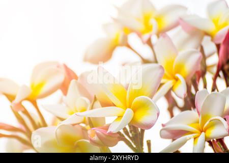 Close up Lan fiore thom, bellissimo fiore bianco in Thailandia Foto Stock