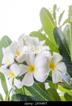 Close up Lan thom flower ,bellissimo fiore bianco in Thailandia Foto Stock