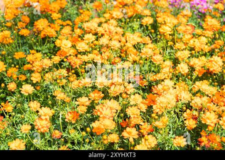 Fiori COSMOS o Aster messicani fioriscono in giardino Foto Stock