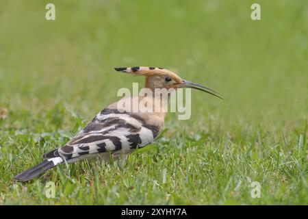 Hoopoe (Upupa epops) in piedi nell'erba, fauna selvatica, animali, uccelli, uccelli migratori, Siegerland, Renania settentrionale-Vestfalia, Germania, Europa Foto Stock