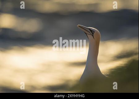 Un gannet si trova nell'area di riproduzione delle scogliere rocciose sull'isola di Heligoland Foto Stock