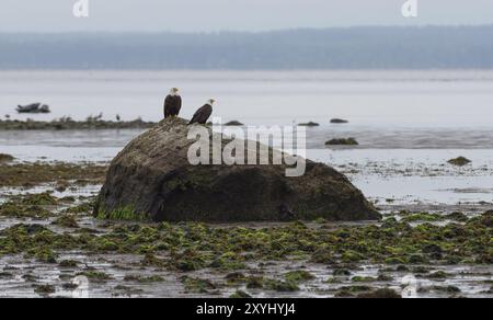 Due aquile calve arroccate su una roccia sulla costa dell'Isola di Vancouver, Canada, Nord America Foto Stock