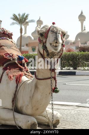 Cavalca un cammello in una coperta luminosa sulla strada soleggiata di Sharm El Sheikh in Egitto Foto Stock