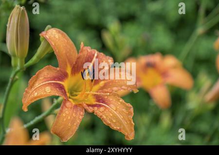 Daylilies (Hemerocallis) con gocce di pioggia, Renania settentrionale-Vestfalia, Germania, Europa Foto Stock