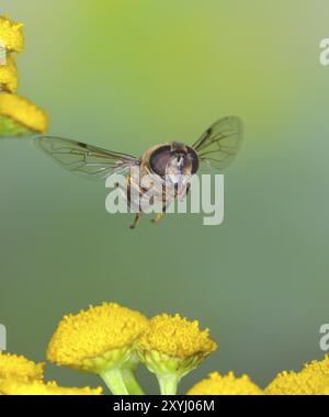 Api da sterco o dronefly (Eristalis tenax), in volo, su fiori di tansy (Tanacetum vulgare, foto naturalistiche ad alta velocità, foto di volo, fauna selvatica, insetti, Foto Stock