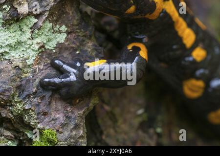 Gamba di una salamandra Foto Stock