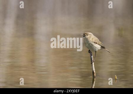 Una chiffchaff si trova su una canna che fuoriesce dall'acqua Foto Stock