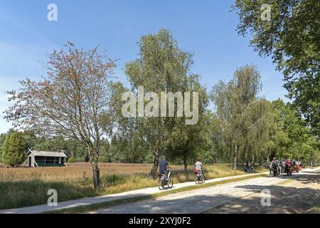 Fioritura di Erica, apiario, ciclisti, carrozze trainate da cavalli, alberi, giro in carrozza vicino a Wilsede, Bispingen, Lueneburg Heath, bassa Sassonia, Germania, Europa Foto Stock