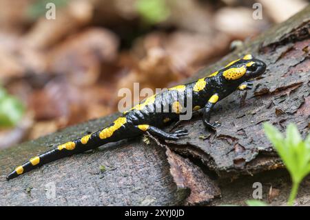 Una salamandra del fuoco siede su un ramo marcio Foto Stock