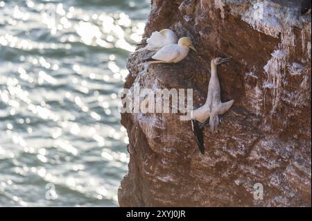 Un gannet pende strangolato da una corda di plastica su una scogliera rocciosa sull'Helgoland Foto Stock