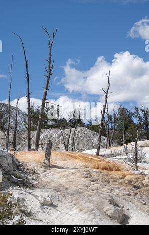 Alberi bruciati nelle terrazze calcaree delle Mammoth Hot Springs nel parco nazionale di Yellowstone Foto Stock