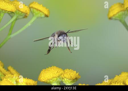 Api mellifere europee (Apis mellifera) in volo, sui fiori di tansy (Tanacetum vulgare), foto naturalistiche ad alta velocità, foto di volo, fauna selvatica, insetti, Foto Stock