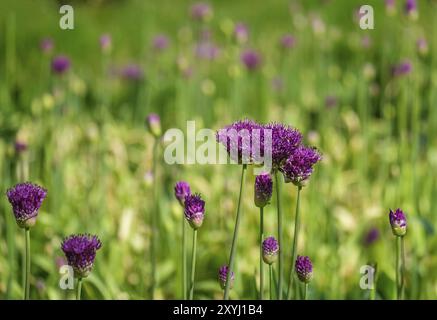 Porro ornamentale (Allium sp.), infiorescenza, Paesi Bassi Foto Stock