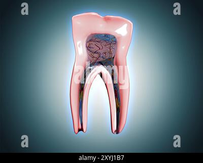 Sezione trasversale di un dente umano Foto Stock