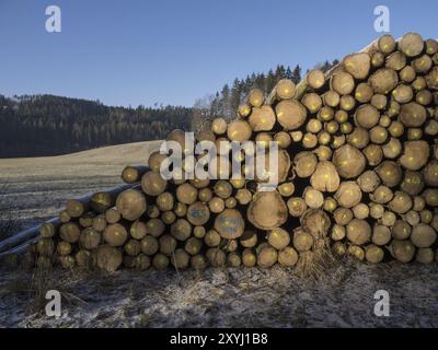 I tronchi degli alberi danneggiati dal coleottero della corteccia sono impilati e pronti per essere rimossi Foto Stock