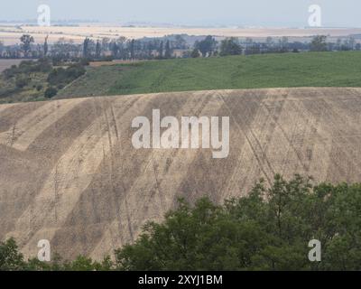 Campo di grano raccolto in Turingia, con un motivo a strisce Foto Stock