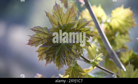 Primo piano del ramo d'acero durante la stagione primaverile, con un gruppo di foglie d'acero verde non completamente srotolate, le foglie sono illuminate dalla luce del sole, che illumi Foto Stock