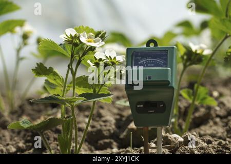 Misuratore di umidità del suolo, intensità luminosa e PH tra le piante di fragole in fiore Foto Stock