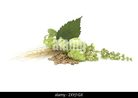 Coni di luppolo e fiori di luppolo vicino ai semi di grano isolato su uno sfondo bianco, birra e ingredienti della farmacia Foto Stock