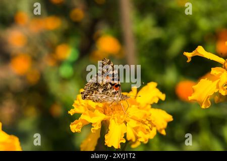 bellissima farfalla monarca, seduta su un fiore giallo Foto Stock