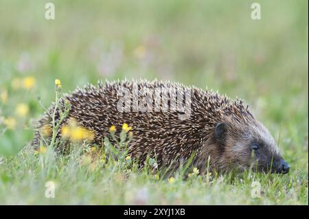 Un riccio bruno in cerca di cibo in giardino Foto Stock