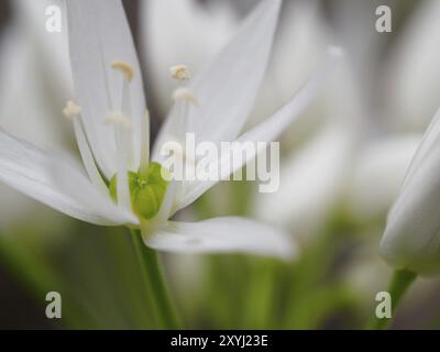 Primo piano di un fiore all'aglio selvatico Foto Stock