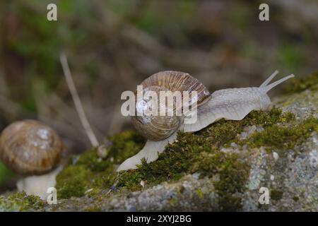 Lumaca di Borgogna sul fondo della foresta. Helix pomatia, nomi comuni: Lumaca romana, lumaca borgogna nella foresta Foto Stock