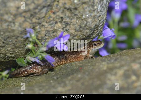 Lucertola di sabbia tra le pietre in un giardino. Lucertola di sabbia tra le pietre Foto Stock