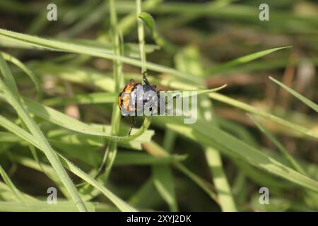 Comune gravedigger, infestato da acari Foto Stock