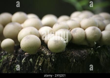 Questi funghi non commestibili crescono solitamente in grandi quantità su legno marcio Foto Stock