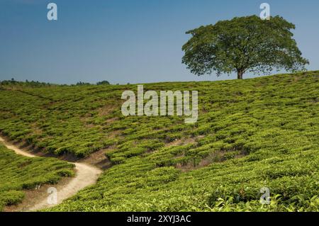 Un albero solitario su una collina in una piantagione di tè, completamente circondato da piantagioni di tè. Una strada sabbiosa e ghiaiosa passa nell'angolo inferiore sinistro. Foto Stock