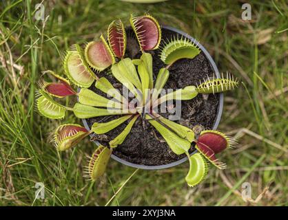 Venere flytrap, noto anche come Dionaea muscipula Foto Stock