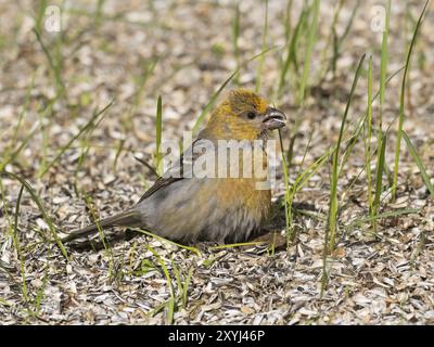 Pine Grosbeak (enucleatore Pinicola), femmina adulta, arroccata a terra tra le bucce di semi di girasole, sotto la stazione di alimentazione degli uccelli, nutrizione e bagno di sole Foto Stock