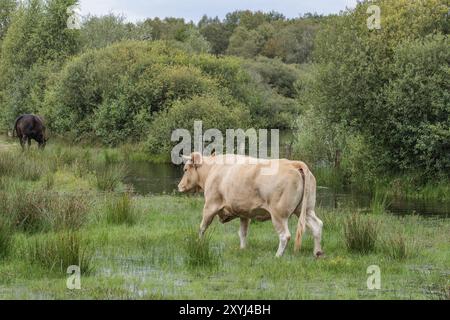 Una mucca bruna che pascolava su un pascolo verde vicino a un fiume nel mezzo di una foresta, Eibergen, Gheldria, Paesi Bassi Foto Stock